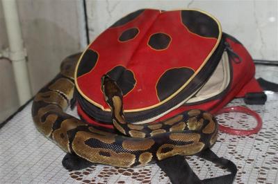 Python regius 2