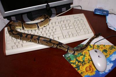 Python regius 3