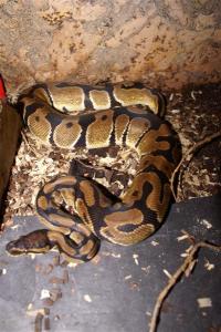 Python regius 4