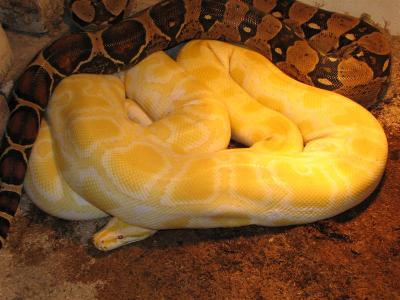 Python molurus bivittatus (albino) patinėlis