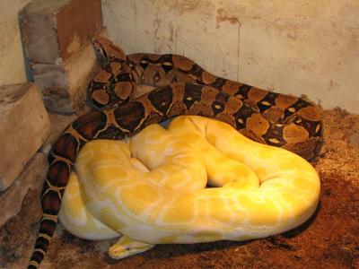 Python molurus bivittatus (albino) patinėlis + Boa constrictor (patelė)