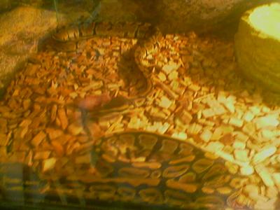 Royal python shope