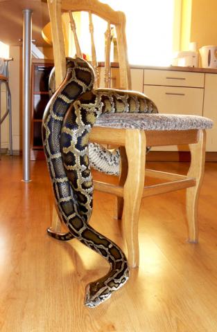 P. molurus