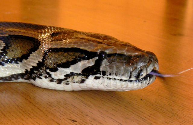 P. molurus