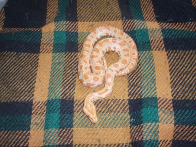 P. molurus bivittatus albino