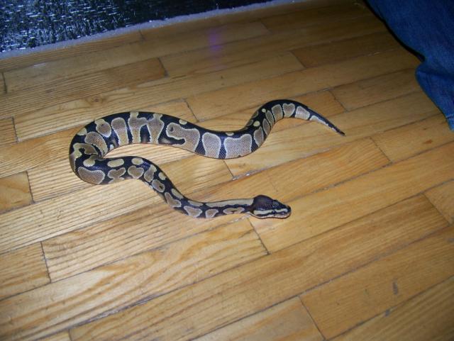 P. regius