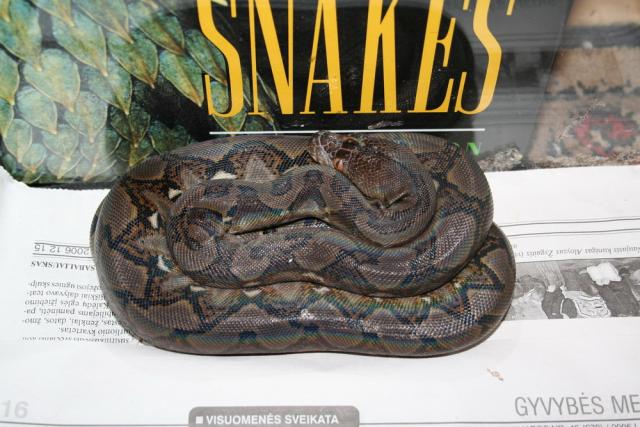 P.Reticulatus (retic)