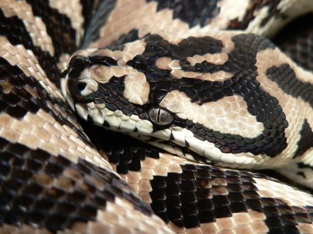 Morelia Spilota Variegata