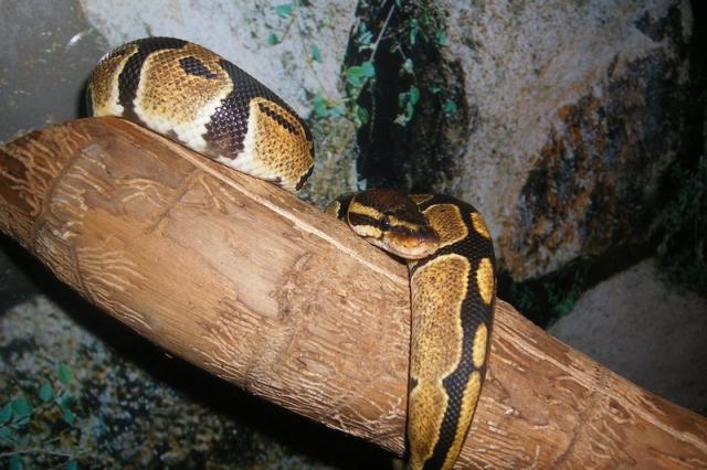 Python regius