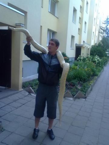 Python molurus bivittatus albino