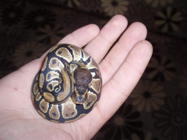 P. regius