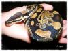 python_t1_1.jpg