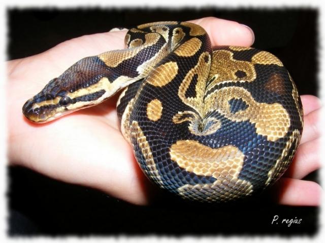 Python regius