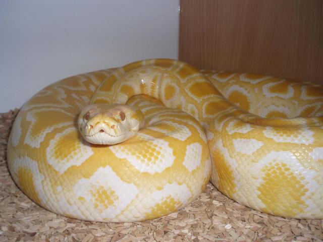 Ralfas