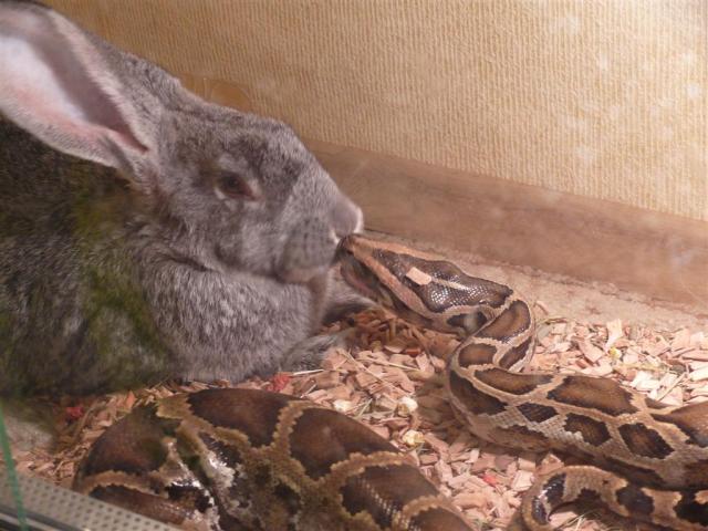 Ramzis vs. Triusis