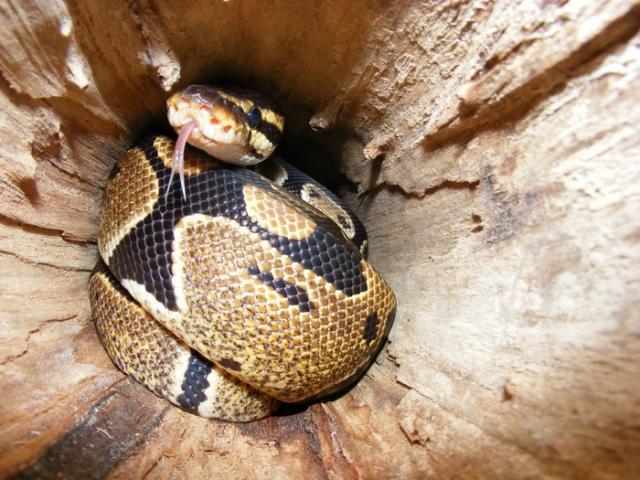 Python regius