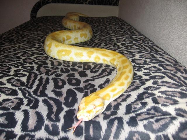 Python molurus bivittatus albino