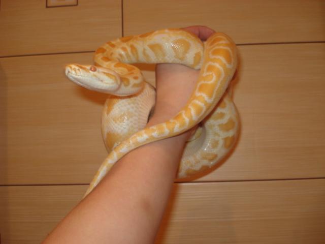 P. molurus