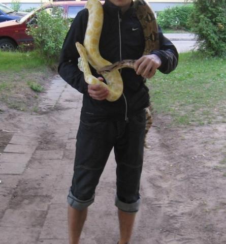 Python molurus bivittatus albino ir Boa constrictor