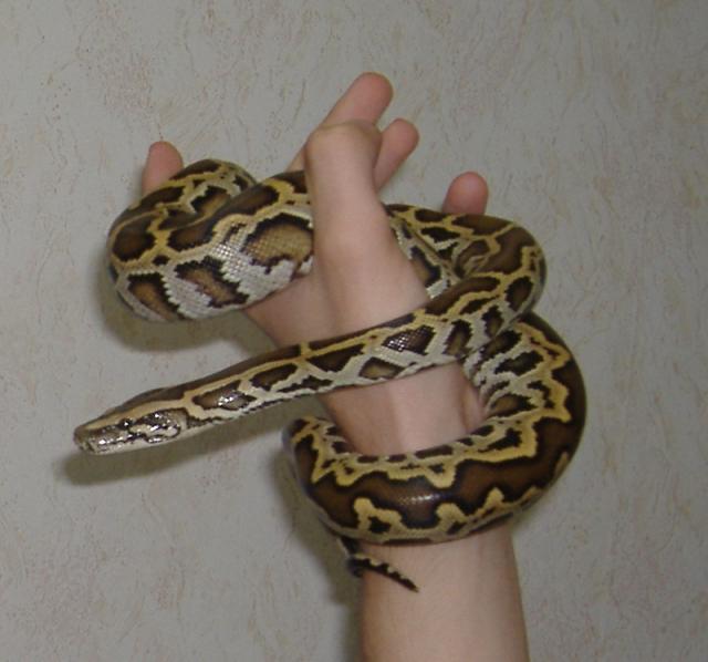 P. molurus