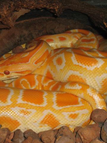 Tigrinis 