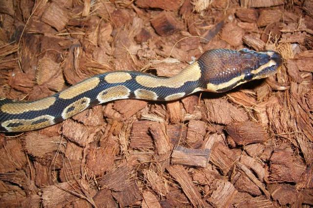 P. regius