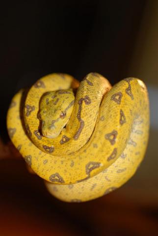 Morelia Viridis