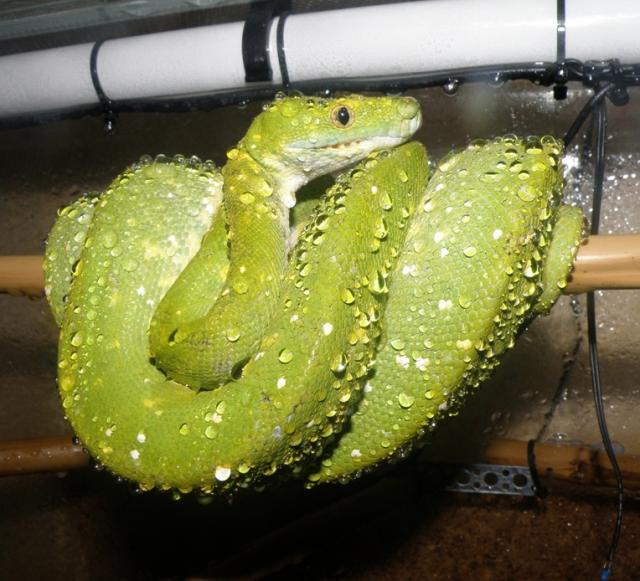 Viridis