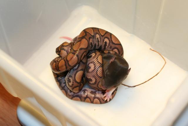 Brazilian Rainbow Boa