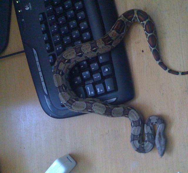 Boa