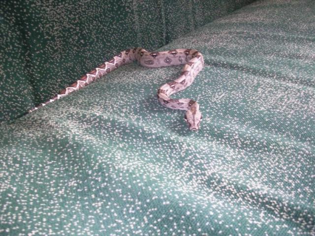 Boa Constrictor
