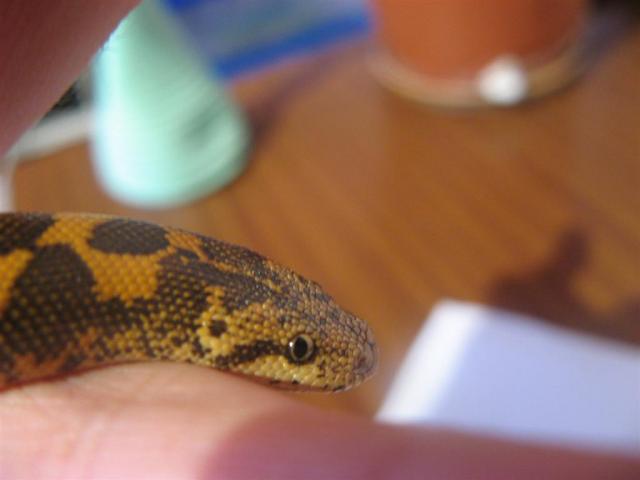 Eryx colubrinus loveridgei