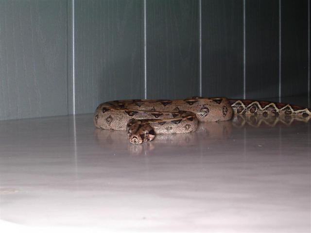 Boa constrictor constrictor