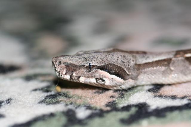 Profilis