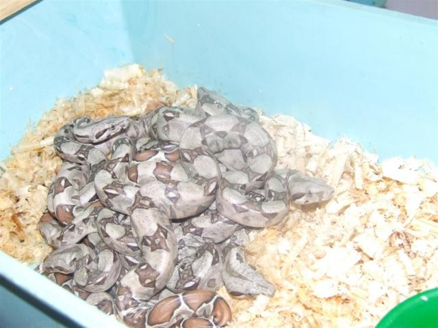 Boa constrictor constrictor