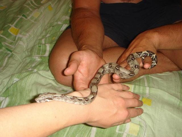 Boa constrictor