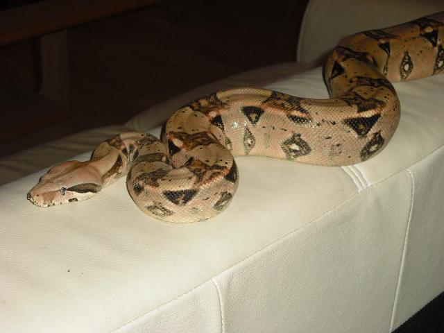 Boa