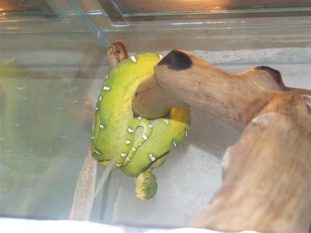 Corallus caninus