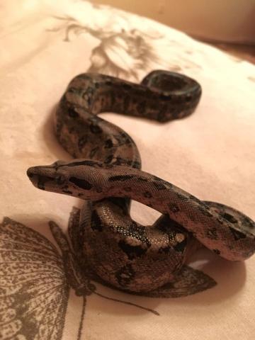 BCI Sonoran x Mexico