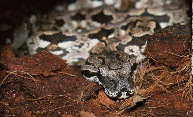 A. dumerili