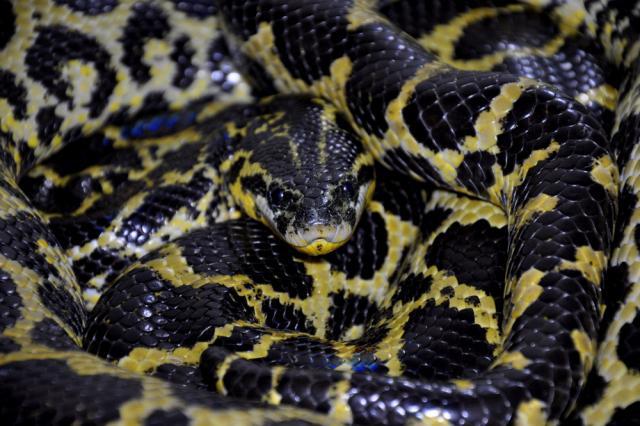 Eunectes notaeus