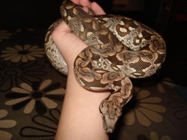 A. dumerilli