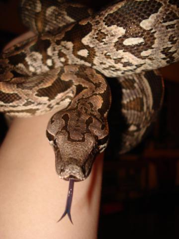 A. dumerilli