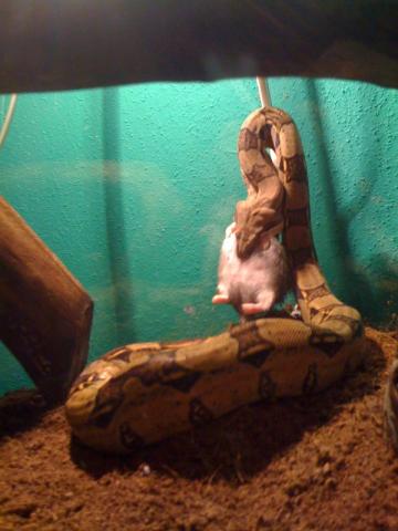 Boa Constrictor