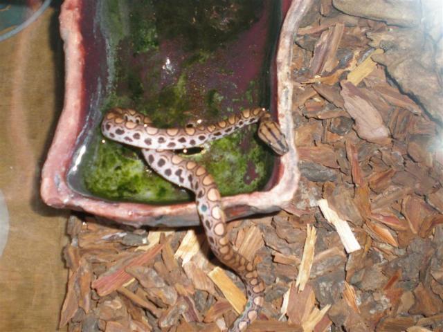 Brazilian Rainbow Boa