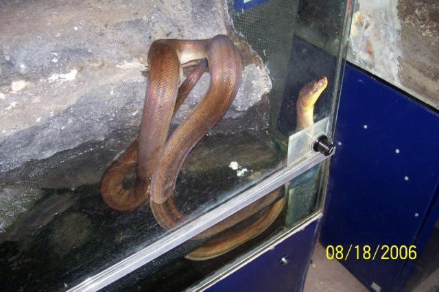 Turbūt vaivorykštukas...