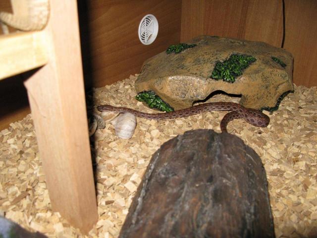 Brazilian rainbow boa