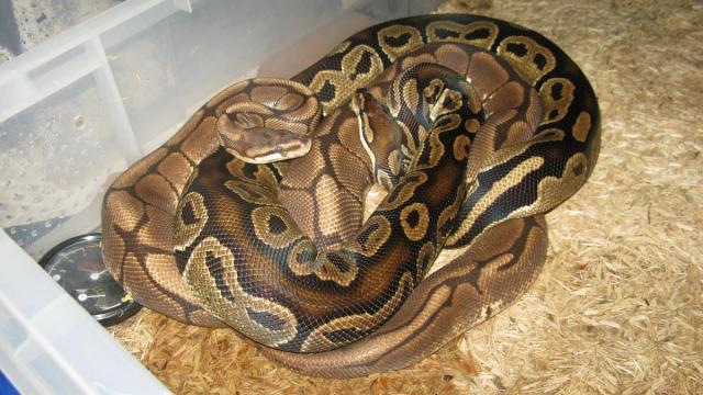 spider royal python su patele royal python