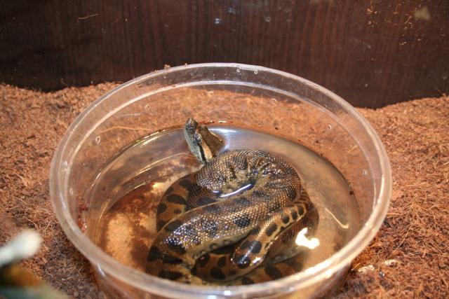  Eunectes murinus