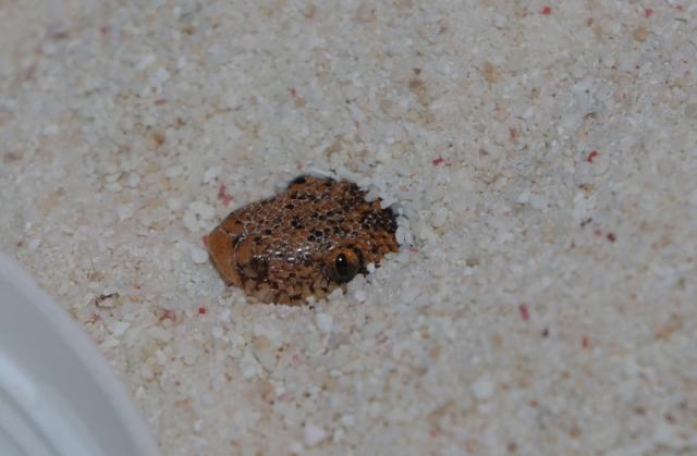 Sand boa 